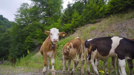 Calf-in-the-forest.