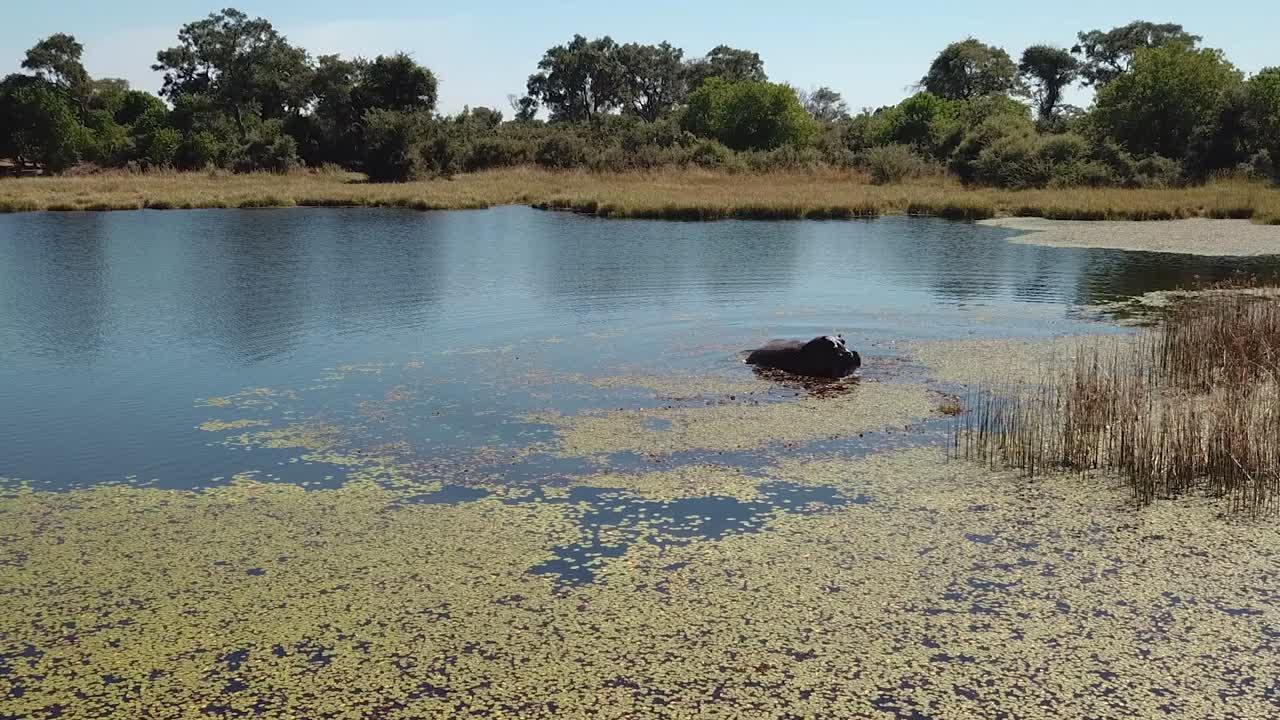 하마, 수영, 그 다음 강, okavango delta, botswana, africa
