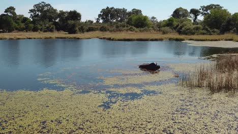 hippo swimming, then ducking underwater in a river, okavango delta, botswana, africa