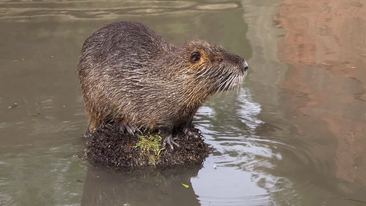 갈색 강에 있는 섬에 비버가 앉아 있다