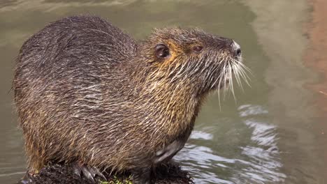 a beaver sits on an island in a brown river