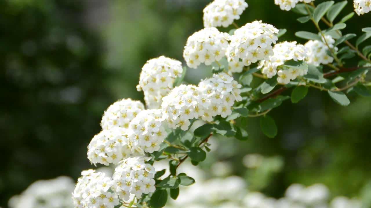 Flores de primavera