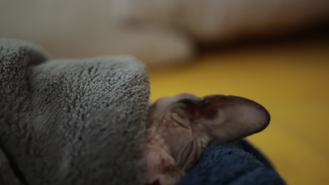 잠자는 스핀크스 고양이가 담요로 편안하게 감싸져 - 근접