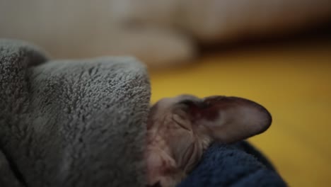 a drowsy sphynx cat snugly wrapped in a blanket - close up