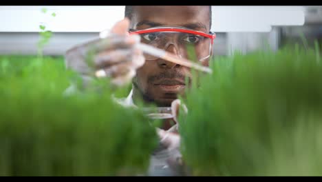 scientist examining microgreens in a laboratory setting