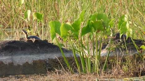 tortoise in sun - pond area .grass