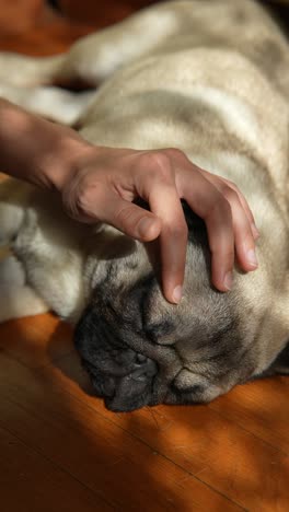 la mano acariciando a un pug dormido