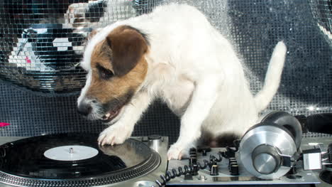 Hund-Dj-4k-10