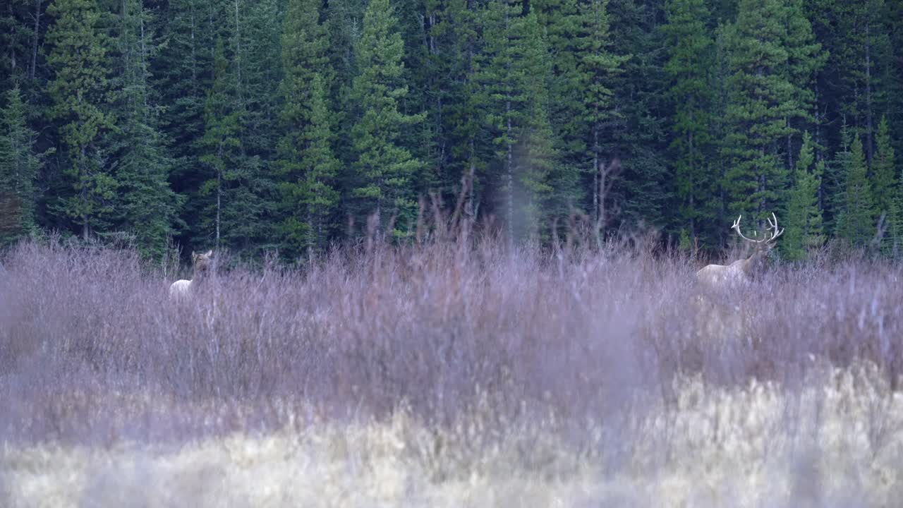 Bull Elk hiding behind shrubs.
