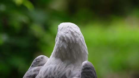 Mirando-Hacia-La-Izquierda-Y-Luego-Hacia-Arriba-Nuevamente-En-El-Lado-Derecho,-águila-Marina-De-Vientre-Blanco-Haliaeetus-Leucogaster