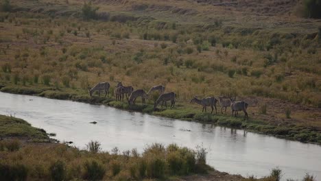 Junto-A-Un-Río-Africano,-Una-Manada-De-Antílopes-Pasta-Pacíficamente-Y-Sus-Suaves-Movimientos-Hacen-Eco-Del-Ritmo-De-La-Naturaleza-Salvaje.