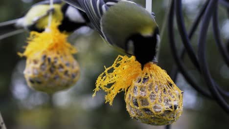 cerca de dos grandes tetas peck en bolas de semillas cubiertas de plástico caseras