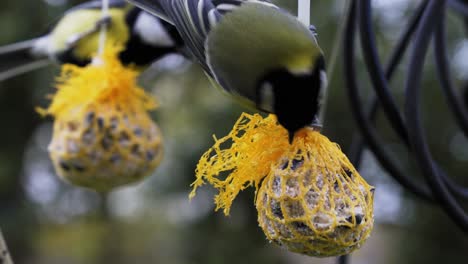 close up of two great tits peck on homemade plastic covered seed balls