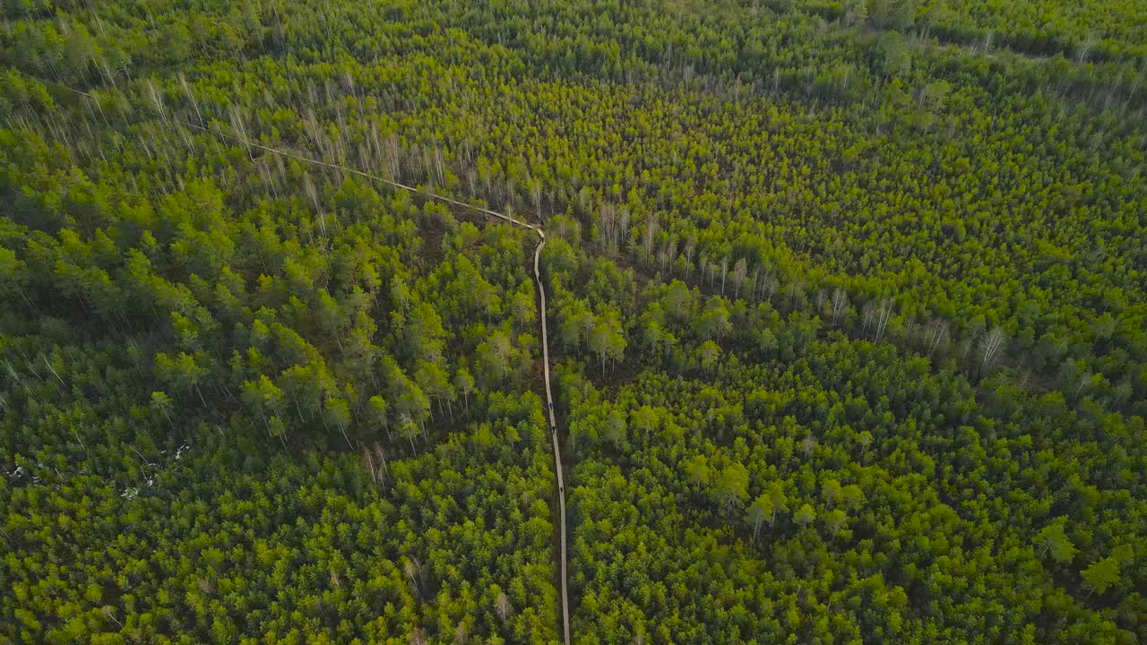 Aerial drone footage of Pääsküla marshland bog or wetlands with wooden hiking trails visible where people are walking on between tall green pine forest trees during a sunny day. Camera moves up slowly
