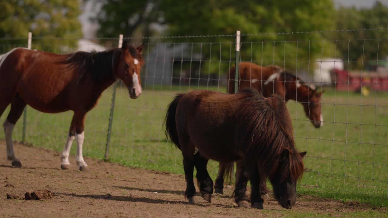 caballos marrones de shetland en la granja sacudiendo la melena en cámara lenta