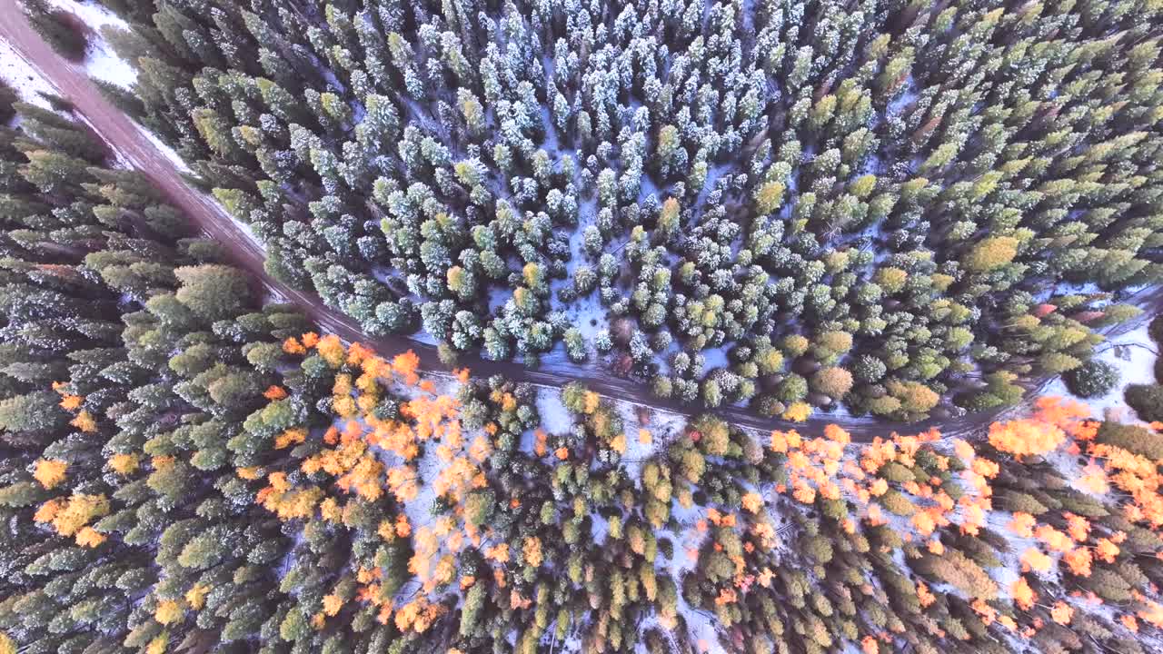 invierno a mediados de los colores de otoño y nieve ligera con el pico de otoño coloreado álamos y árboles de hoja perenne