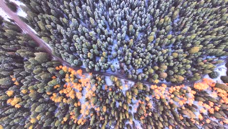 Wintry-mid-of-fall-colors-and-light-snow-with-peak-fall-colored-aspens-and-evergreens