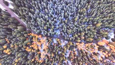 invierno a mediados de los colores de otoño y nieve ligera con el pico de otoño coloreado álamos y árboles de hoja perenne