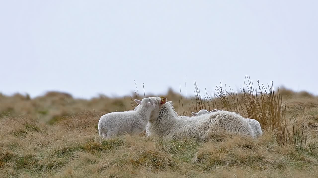 Mother sheep with two lambs in a meadow, showing affection to her young stock.