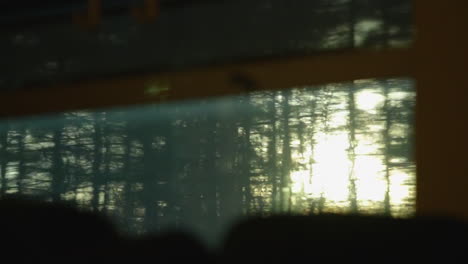 view of sun setting behind trees from a train window in a peaceful, scenic forest setting