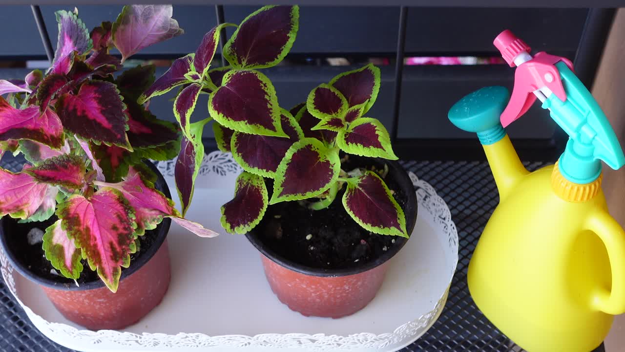 plantas de coleus coloridas con bañador