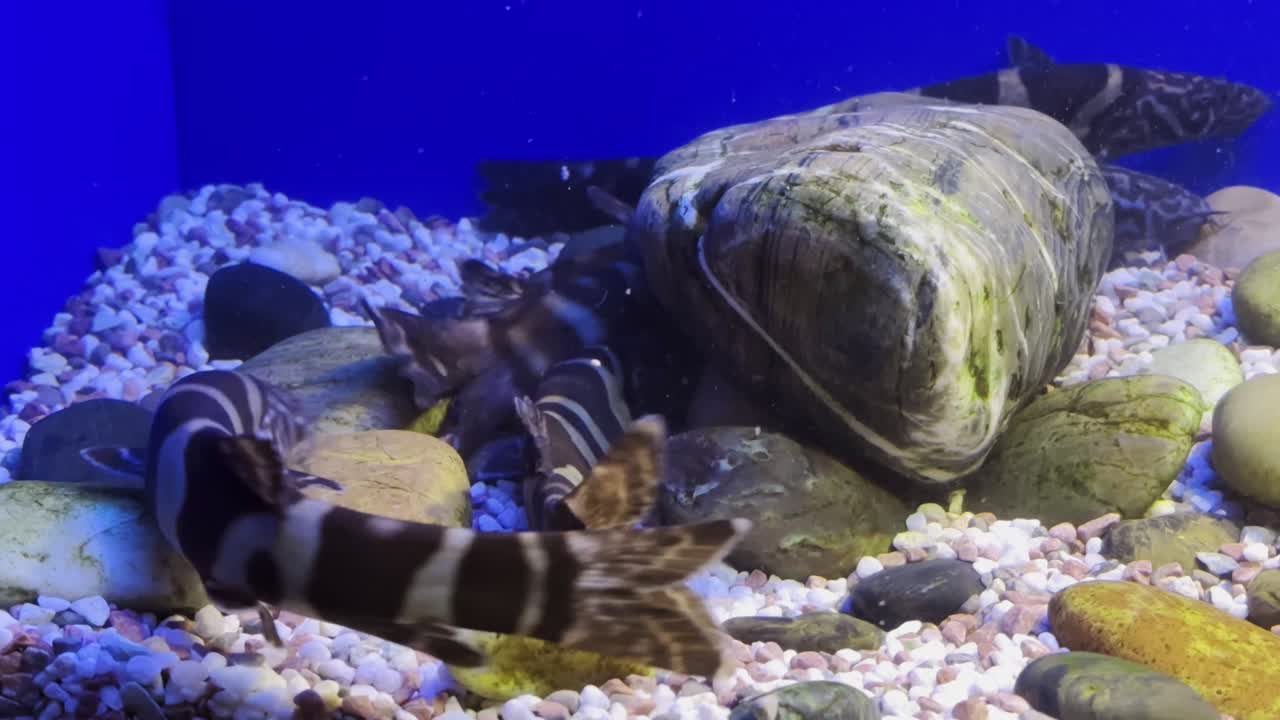 Fish and shellfish swim among colorful rocks and pebbles in a peaceful aquarium