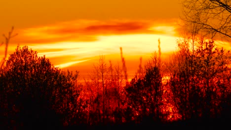 Toma-Estática-De-La-Rama-De-Un-árbol-Sobre-El-Fondo-Rojo-Brillante-Del-Cielo-Del-Atardecer-Ardiente