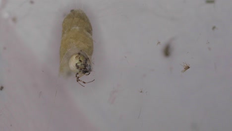 closeup of a metepeira labyrinthia spider inside her lair