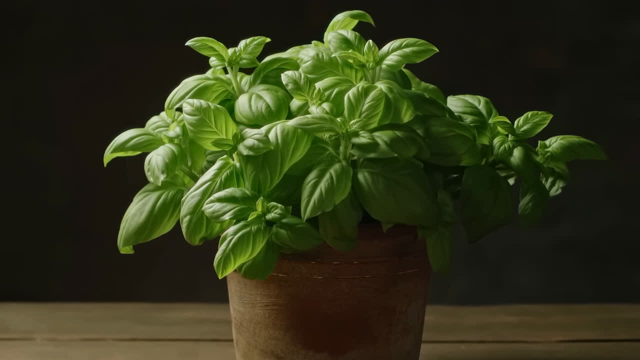 Pianta di basilico fresca in vaso di terracotta su tavolo di legno