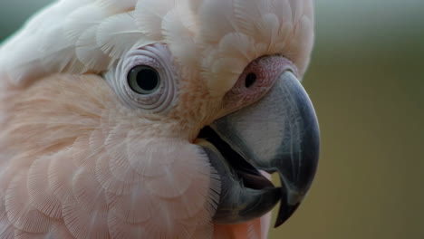 close-up of a moluccan cockatoo