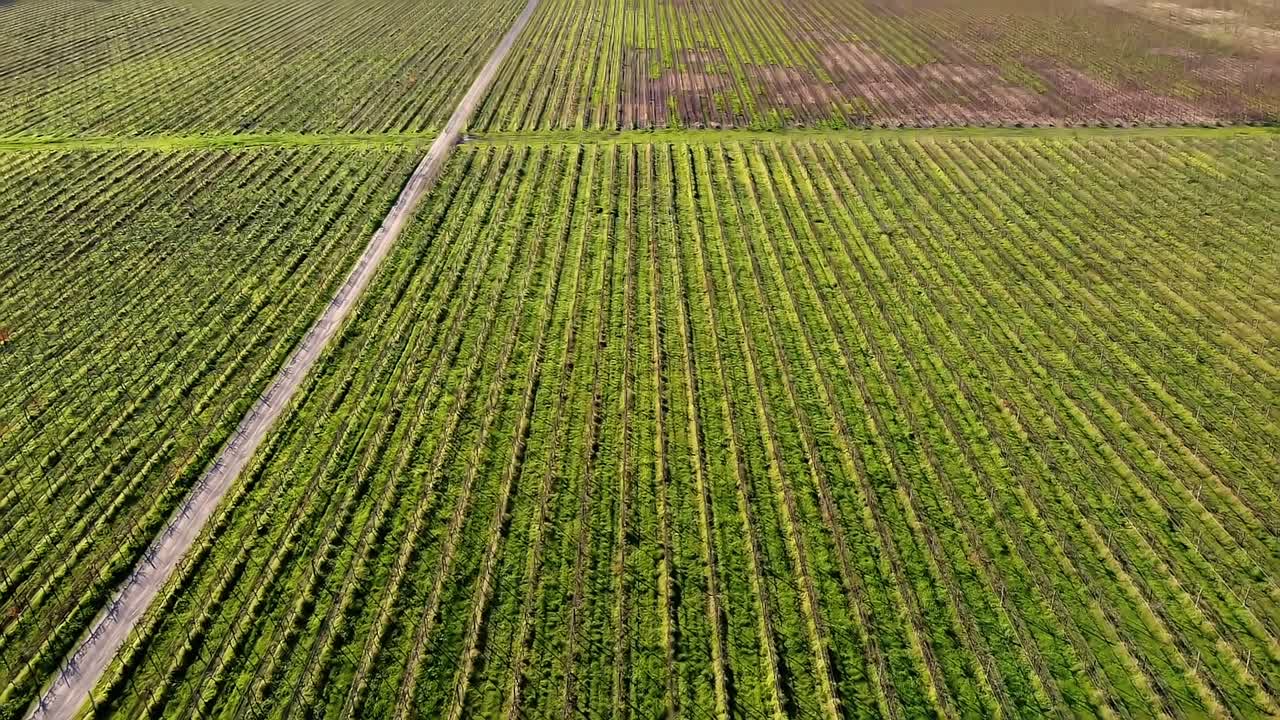drone volando sobre viñedos en el país en un cálido día soleado