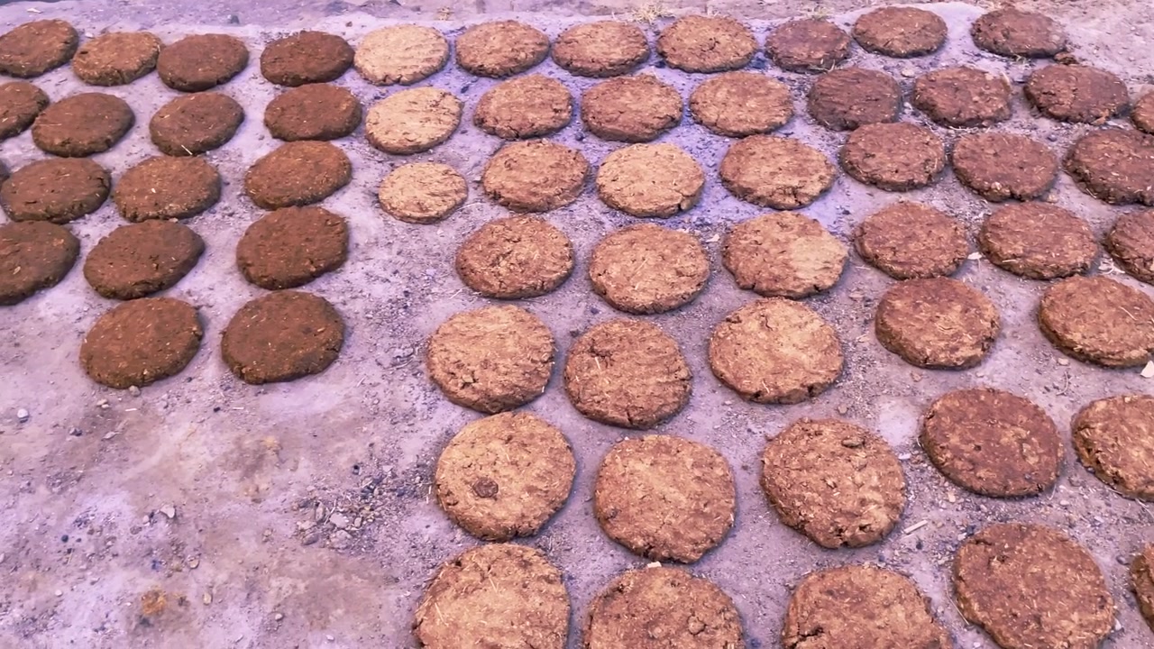 Panetti di sterco di vacca disposti a terra e che si asciugano all'aperto in una zona rurale dell'India. Biocarburante tradizionale utilizzato per cucinare, riscaldare e per pratiche agricole.