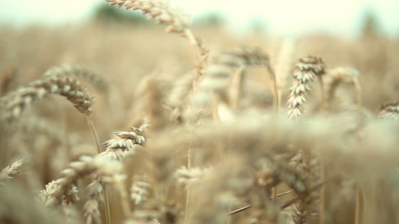 Shallow focus. Barley fields. Tight frame of ripe crops. Agriculture concepts