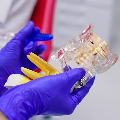 jaw mock in dentist's hands. plastic artificial teeth in hands of stomatologist in hospital. close-up. toothache prevention