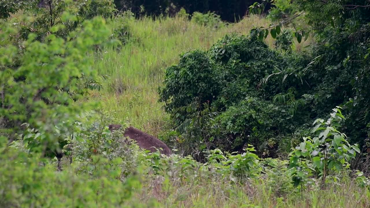 Gli elefanti asiatici sono specie in via di estinzione e vivono anche in Thailandia