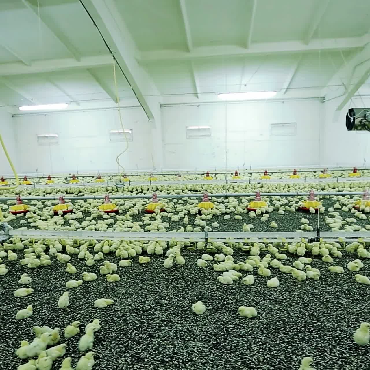 の飼育場で飼育する子