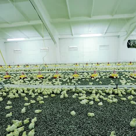 baby chicken in poultry farm