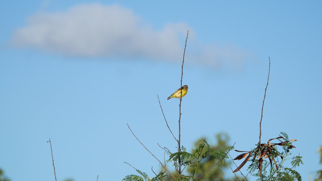 hermoso pájaro amarillo balanceándose en una rama en el viento