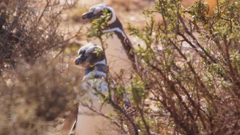 Two-Magellanic-Penguins-walking-together-through-the-thorny-bushes-on-the-sandy-shore-in-slow-motion