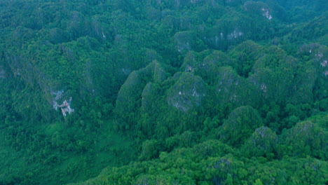 4K-Drohnenaufnahmen-Von-Bäumen-In-Einem-Wald