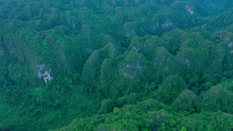 4k drone footage of trees in a forest