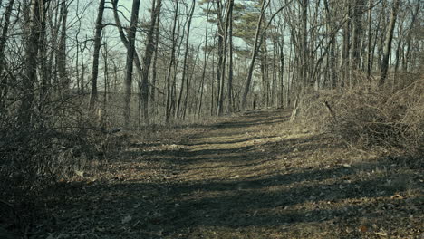 walking along a forest trail on a winter evening