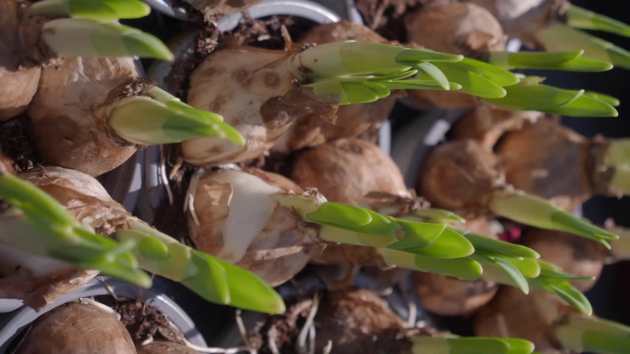 Flower bulbs with sprouts
