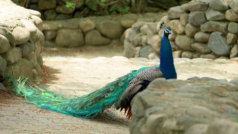 Pavo-Real-Macho-De-Pie-En-El-Zoológico