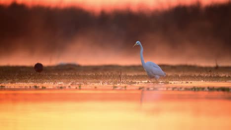 the majestic great egret in lake in sunrise