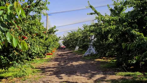 picking time in a cherry orchard of new zealand