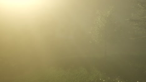 magical forest with sparkles
