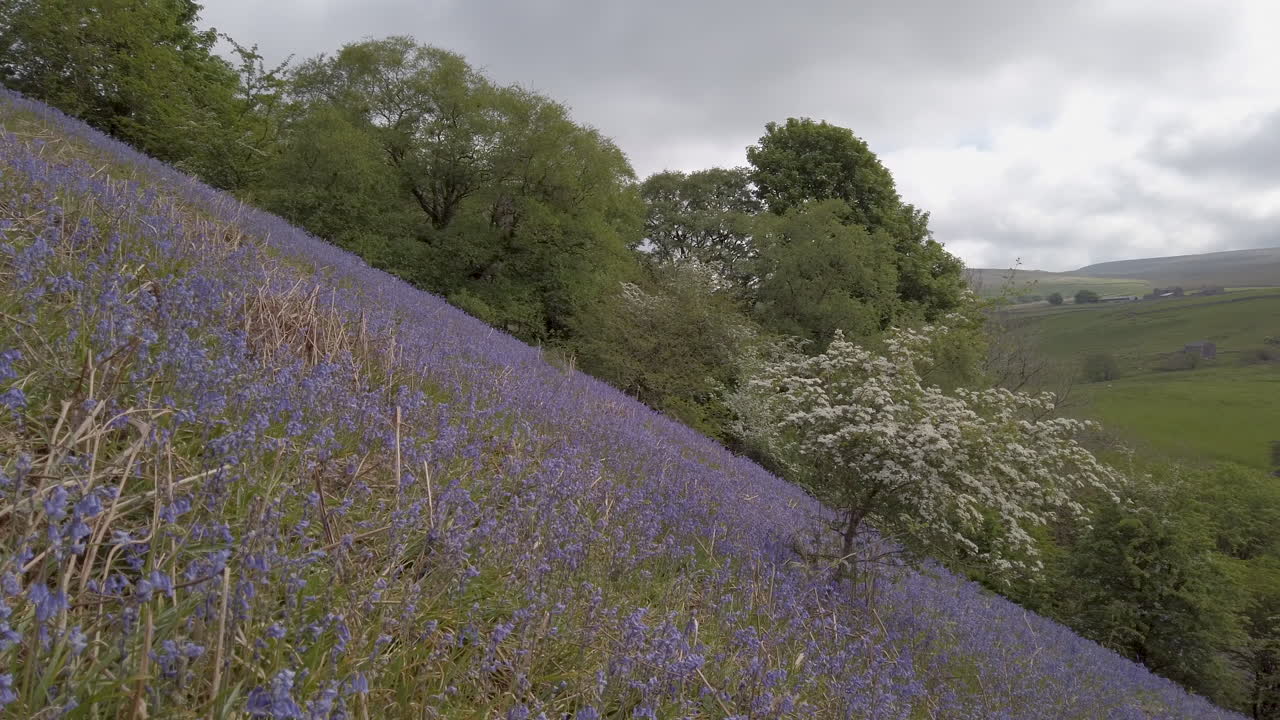 요크셔 데일스 국립공원(yorkshire dales national park)의 만개한 산사나무로 둘러싸인 가파른 언덕에 있는 일반 블루벨의 큰 패치