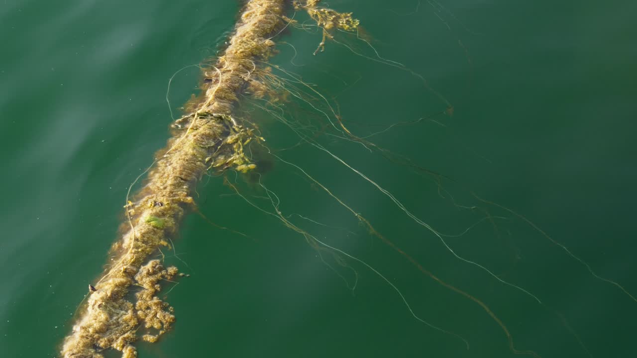 Dock rope covered with algae in shallow green water on a sunny summer afternoon. Close up. Lofoten Islands, Norway.