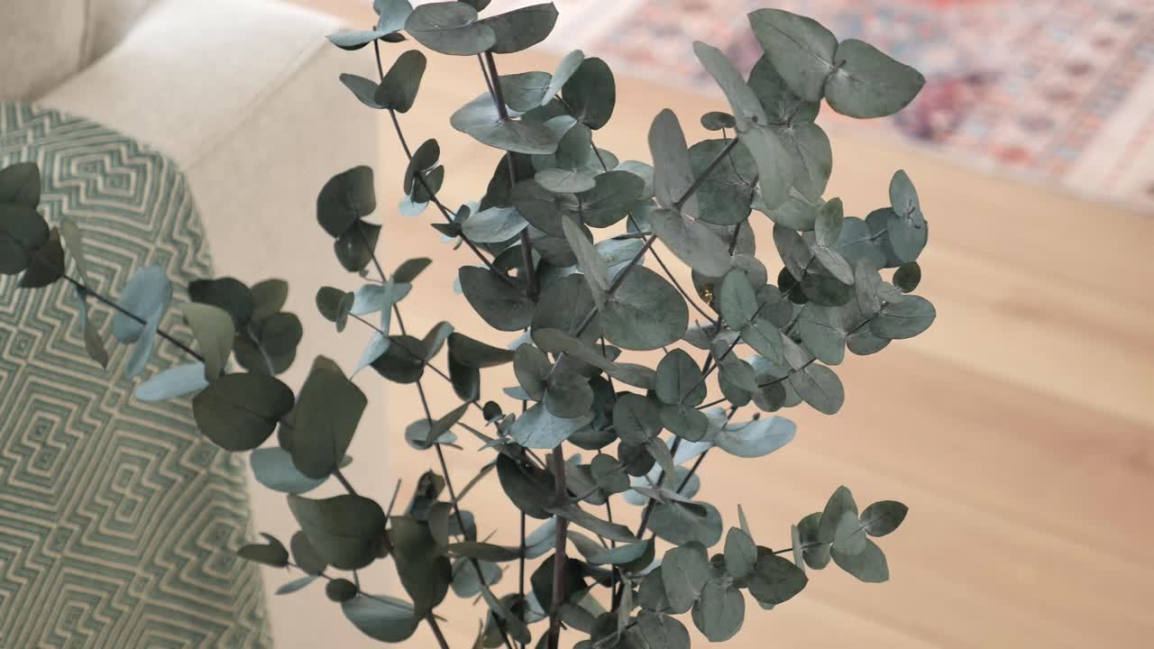 Eucalyptus plant